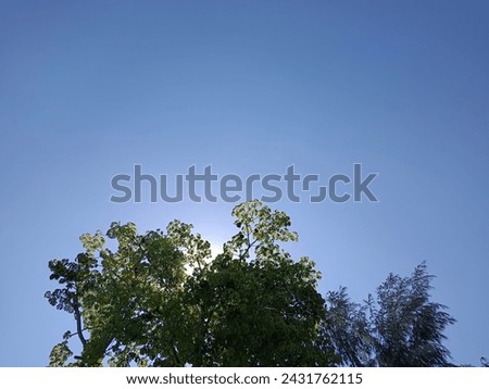Blue sky background with sun on tree leaves 