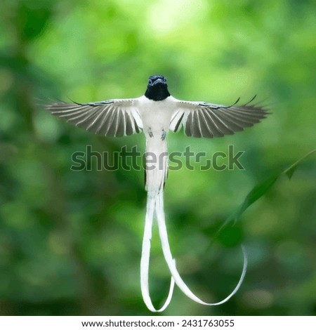 A white flying bird with long tail 