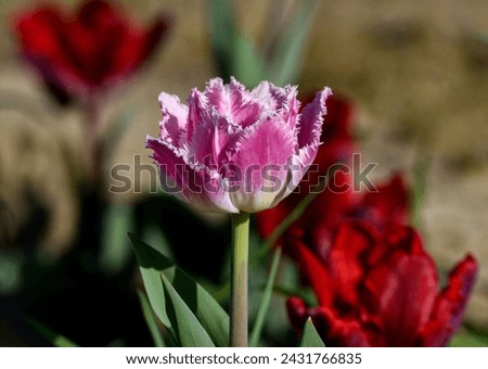 A pretty frilly pink tulip blooming in a field of tulips on the North Fork of Long Island, NY Royalty-Free Stock Photo #2431766835