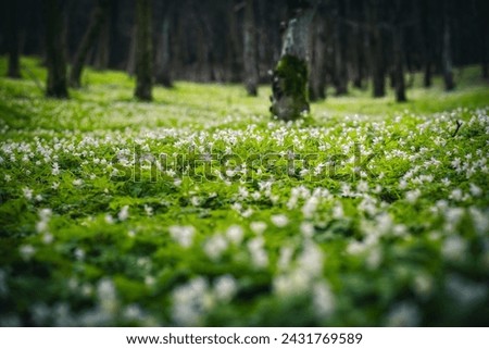 A magical flower meadow in a spring forest. Early spring time is the moment for wood anemone. Snowdrop nemerosa. Soft filter effect. Template floral background. Photo wallpapers. Beauty world.