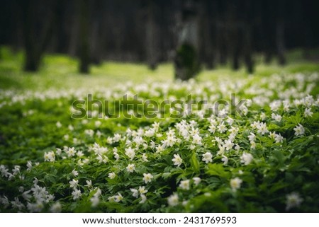 A magical flower meadow in a spring forest. Early spring time is the moment for wood anemone. Snowdrop nemerosa. Soft filter effect. Template floral background. Photo wallpapers. Beauty world.