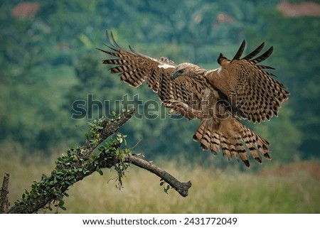 Changeable hawk-eagle (Nisaetus cirrhatus) catching a small monitor lizard