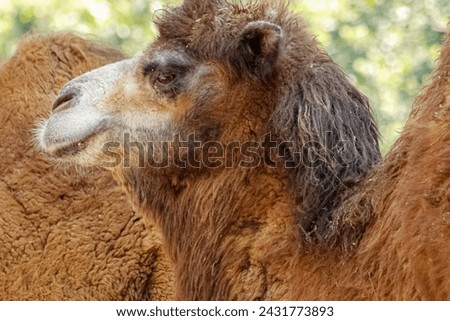 Photo from the side of a Bactrian camel (Camelus bactrianus), also known as the Mongolian camel, domestic Bactrian camel or two-humped camel. Royalty-Free Stock Photo #2431773893