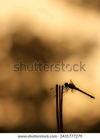 Silhouette of Dragonfly on a branch, Beautiful Dragonfly in nature, Nature Images, beauty in nature, freshness, dragonfly close up photography