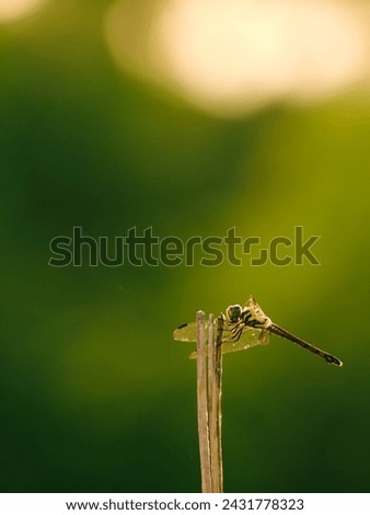 Dragonfly on a branch, Beautiful Dragonfly in nature, Nature Images, beauty in nature, freshness, dragonfly close up photography