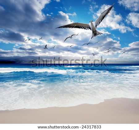 Sea Birds flying over a gorgeous ocean scene