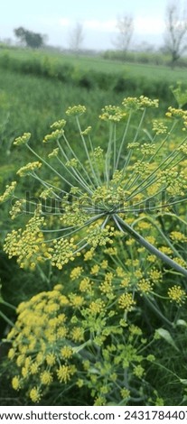 Fennel plants image, natural beauty, herbs picture photography