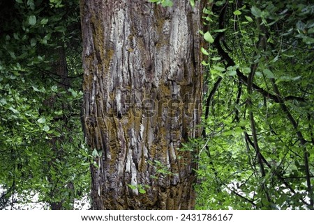 upside down tree bark green Royalty-Free Stock Photo #2431786167