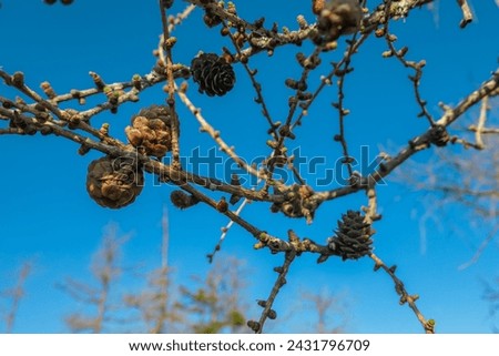 Close up view of pine cones hanging from tree branch against blue sky. Image taken from low angle looking up at the tree. Idyllic forest in Modriach, Hebalm, Kor Alps, border Carinthia Styria, Austria Royalty-Free Stock Photo #2431796709