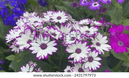 Dimorphotheca is a genus of plants in the family Asteraceae, native to southern Africa. is one of eight genera of the Calendulas, with a centre of ...