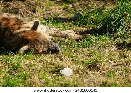 Spotted Hyena portrait, sleepy hyena, sleeping mammal