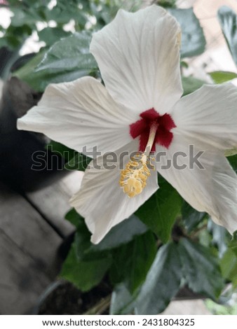 White flower of varietal hibiscus Royalty-Free Stock Photo #2431804325
