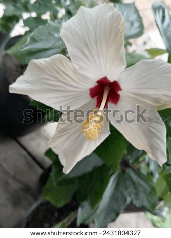 White flower of varietal hibiscus Royalty-Free Stock Photo #2431804327