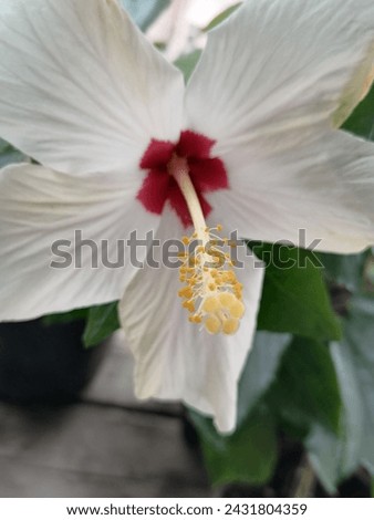 White flower of varietal hibiscus Royalty-Free Stock Photo #2431804359