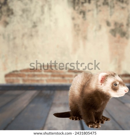 Black-footed ferret isolated on house background.The black-footed ferret also known as the American polecat or prairie dog hunter, is a species of mustelid native to central North America.