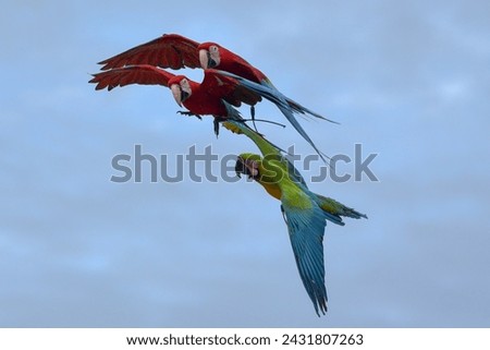 a group of macaw birds, flying in the sky	