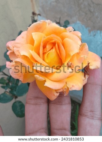 Rose Flower, Gulab Flower, Roses,Hand Scatch Picture very Interesting, Flower Roses, HD Beautiful Flowers Wallpaper 