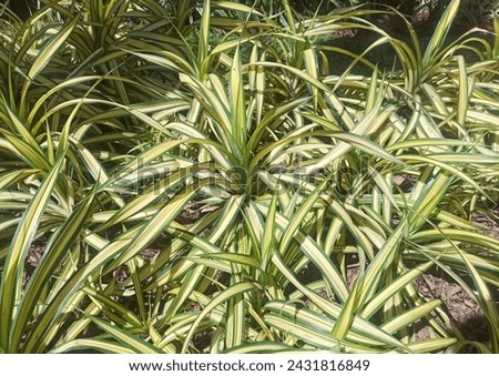 A closeup picture of a spider plant grown on ground with sunlight falling on it.