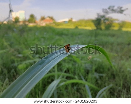 Took a photo of a small orange insect that landed on a leaf among the grass