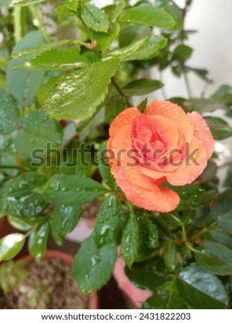 Beautiful Orange color Rose flower closeup picture 
