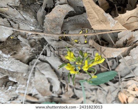 Mustard Flower (from Mustard Plant) - Colored Pictures
