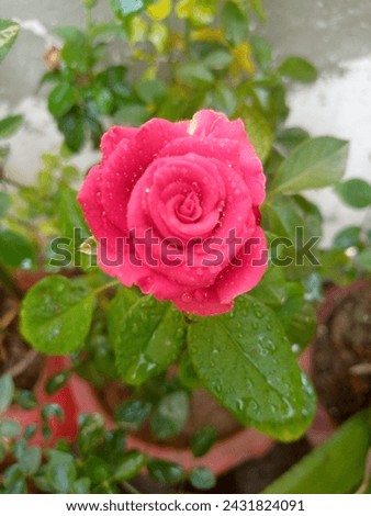 Pink rose garden flower close up picture with rain drops 