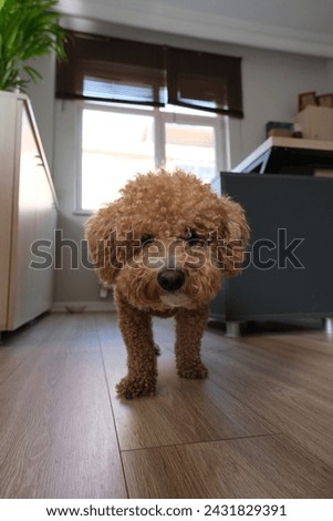 dog, puddle, cute, stature and portrait, curly Royalty-Free Stock Photo #2431829391