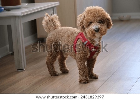 dog, puddle, cute, stature and portrait, curly Royalty-Free Stock Photo #2431829397