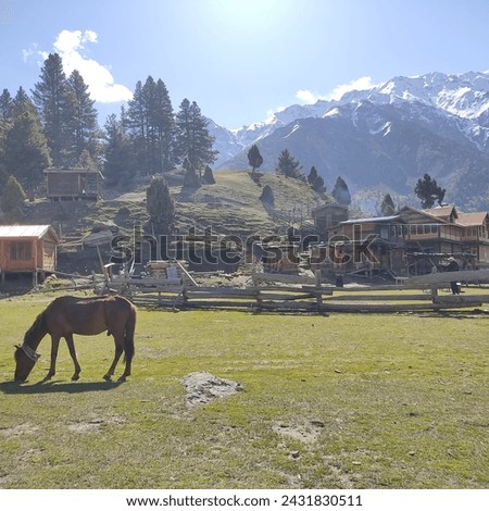 Fairy Meadows is a magical place hugged by Nanga Parbat's icy mountains. Picture a valley where snowy peaks watch over a lush, green landscape dotted with trees. It's like nature's own fairy tale. 
