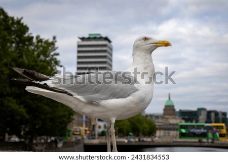 Seagull perched on O'Connell Bridge, 18th century road bridge, made of granite and Portland stone, with arches and lanterns, named after a policeman. Dublin, Ireland. 