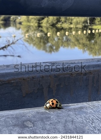 Lady Bug during summer in Canada
