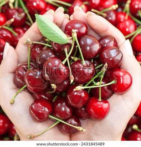 sweet cherries are holding in the hands 