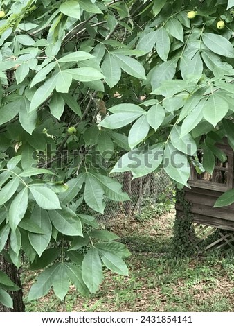 Alabama Hickory Tree Leaves - Carya Royalty-Free Stock Photo #2431854141
