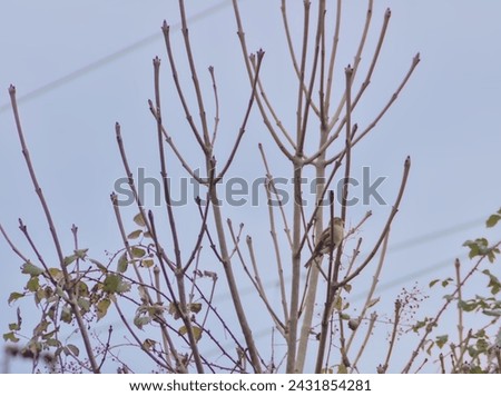 house sparrow on a sunny winter morning posing on a tree branch in the countryside