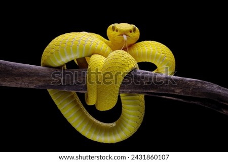 Rainforest viper isolated on black, Yellow White-lipped Pit Viper (Trimeresurus insularis) Royalty-Free Stock Photo #2431860107