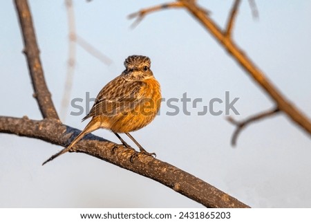 bird sitting on branches  flowers on a sunny spring day