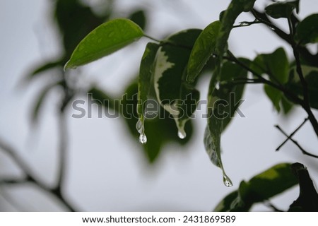 ficus plant or tree raining with drops on its leaves