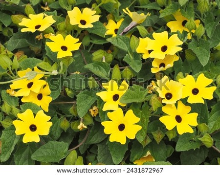 Thunbergia alata, bright yellow hairy flowers and green leaves, close up. 'Black-eyed Susan' vine or Clockvine is a herbaceous perennial climbing and flowering plant in the family Acanthaceae.