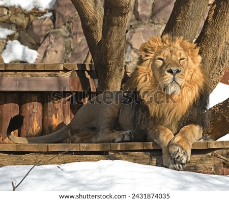 Portrait of formidable and scary lion in winter Royalty-Free Stock Photo #2431874035