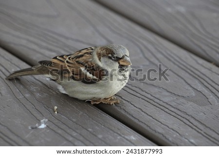 The isolated image of a male house sparrow perching on a deck.