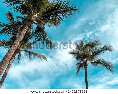 Palm trees on the blue sky, summer tropic background