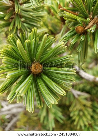 pine needles close up shot