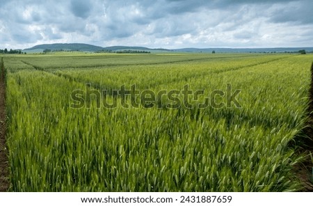 beautiful sectors of cereal crop plantations, experimental wheat varieties Royalty-Free Stock Photo #2431887659