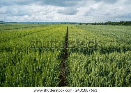 beautiful sectors of cereal crop plantations, demonstration plots, experimental wheat varieties Royalty-Free Stock Photo #2431887661