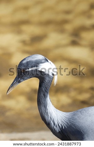 Beautiful close-up of a demoiselle crane (Grus virgo). Royalty-Free Stock Photo #2431887973