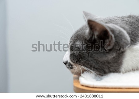 A cute gray white cat sleeps on the cat tree table. space for copy or your text here advertising concept picture for some animal shelter, house. cat soft focus portrait Pets friendly and care concept.