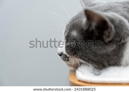 A cute gray white cat sleeps on the cat tree table. space for copy or your text here advertising concept picture for some animal shelter, house. cat soft focus portrait Pets friendly and care concept.