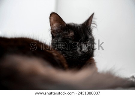 Cute gray white cat under gray plaid. Pet warms under a blanket in cold winter weather. a gray and white cat sleeping under a blanket. Pets friendly and care concept. domestic cat on sofa Royalty-Free Stock Photo #2431888037