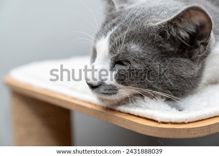 Cute gray white cat under gray plaid. Pet warms under a blanket in cold winter weather. a gray and white cat sleeping under a blanket. Pets friendly and care concept. domestic cat on sofa Royalty-Free Stock Photo #2431888039