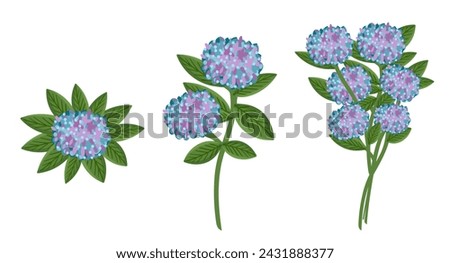 Hydrangea flower set. Floral plants with blue blooms. Botanical vector illustration isolated on white background.